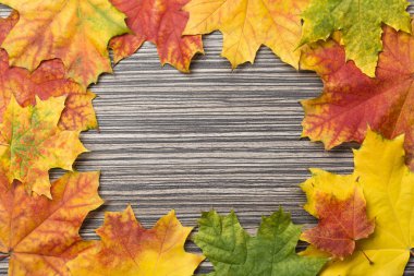Canlı renkli akçaağaç yapraklarından yapılmış çerçevenin içinde koyu çizgili ahşap bir arka plan var. Sonbahar teması.