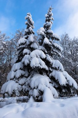 Şehir bulvarındaki genç ladin dalları açık bir kış akşamında karla örtülüdür. Kış manzarası.