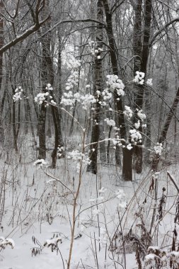 Kuru şemsiye çimenlerin ciltlerindeki yumuşacık kar topakları park ağaçlarının arka planına karşıt olarak öne çıkıyor. Kış teması.