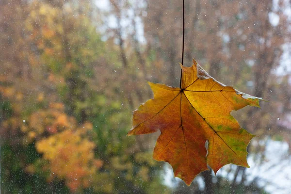 Hoja Arce Otoño Amarillo Naranja Sobre Fondo Borroso Con Árboles —  Fotos de Stock