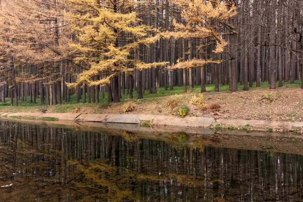 Модрина Осінньою Жовтою Голкою Березі Ставка Осінньому Парку Прекрасний Осінній — стокове фото