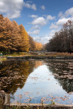 Bir park göletinin kıyısında sarı iğneli karaçam ağaçlarıyla sonbahar manzarası.