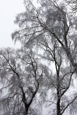 Dalları olan ağaçların tacı, kışın gökyüzünün gri bir arka planında kıraç ile kaplıdır..