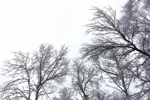 长满树枝的树冠 覆盖着冬日天空灰蒙蒙的平原背景上的冻土 — 图库照片