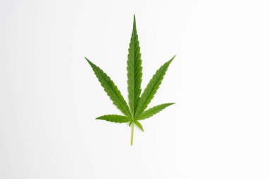 Kenevir yaprağı, beyaz arka planda izole edilmiş marihuana