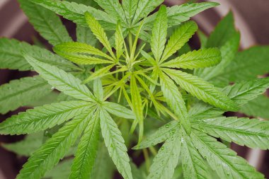 Esrar yaprakları, beyaz arka planda marihuana, Ganja yaprakları, kanabis yaprakları beyaz arkaplanda izole edilmiş üst görünüm.