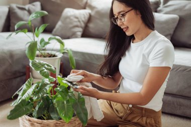 Evde bitkileri için toz temizleyen bir kadın. Asyalı kadın bitkileriyle evde, bahçe işleriyle ilgileniyor..