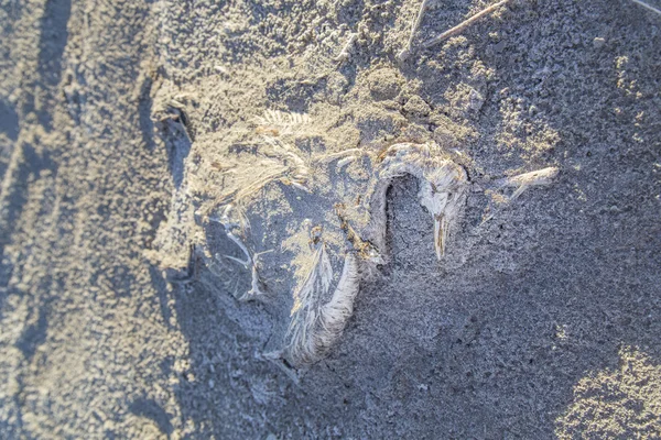 Esqueleto de pájaro en la arena — Foto de Stock