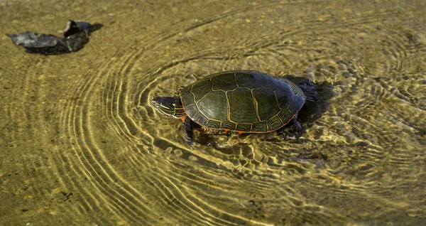 Якнайшвидшого черепаха — стокове фото