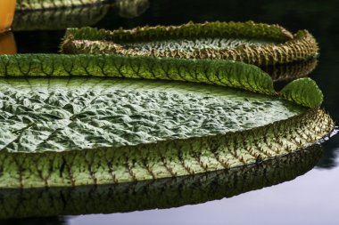 Dev lilly pad