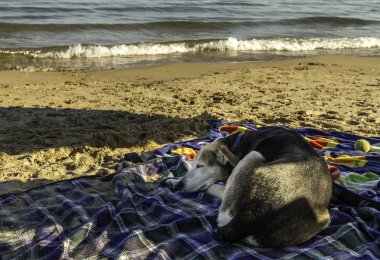 köpek uyurken