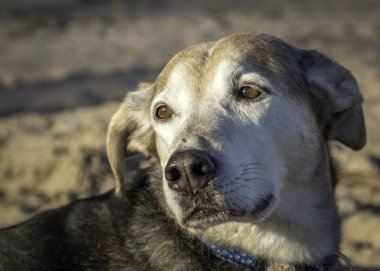 Kumsaldaki köpek.