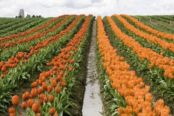 Linhas de tulipa vermelha e laranja — Fotografia de Stock