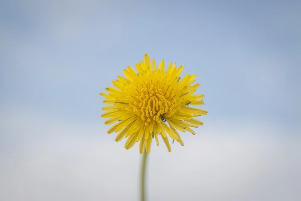 Dente-de-leão — Fotografia de Stock