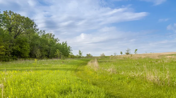 Schöne Frühlingslandschaft — Stockfoto