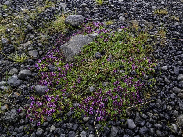 Moss blommor — Stockfoto