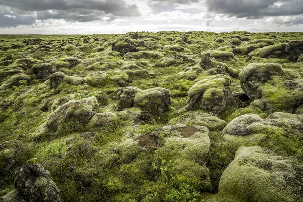 Rotsen en moss — Stockfoto