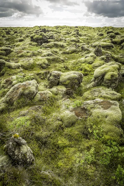 Rotsen en moss — Stockfoto