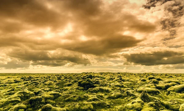 Sky and Moss — Stock Photo, Image