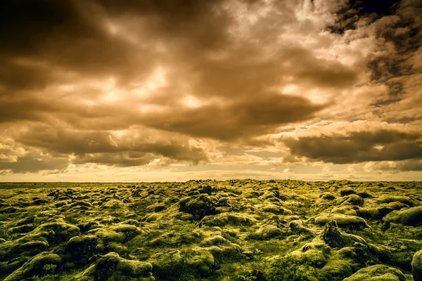 Sky and Moss — Stock Photo, Image