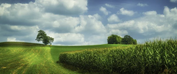 Campo de verão — Fotografia de Stock