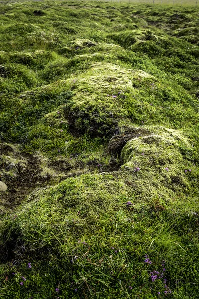 Moss. —  Fotos de Stock