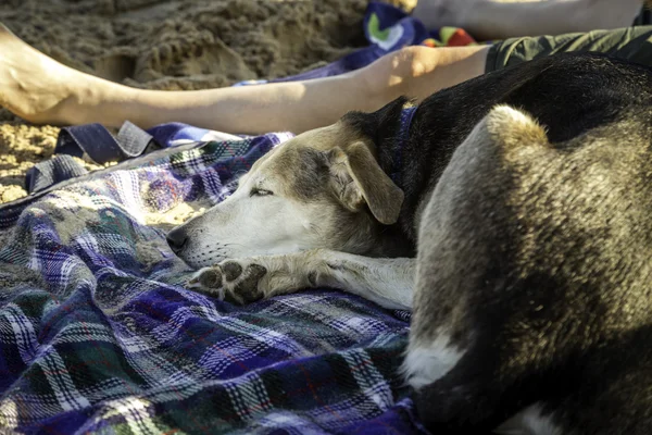 Slapen hond — Stockfoto