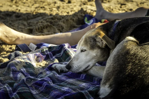 Tupplur på stranden — Stockfoto