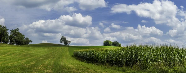 Campo de verão — Fotografia de Stock