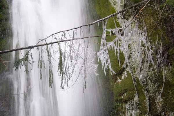 Водопад и ветвь — стоковое фото