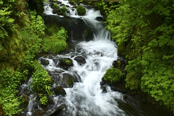 Oregano-Wasserfall — Stockfoto