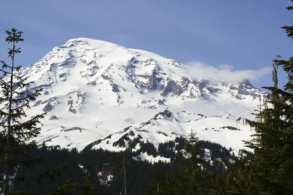 Rainier Tree Framed — Stock Photo, Image