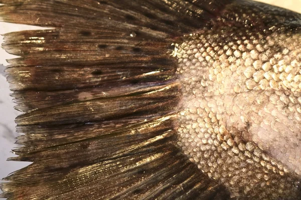 Salmão morto rabo de peixe — Fotografia de Stock