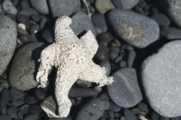 Primer plano Estrella de mar — Foto de Stock