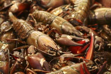 Crawdads