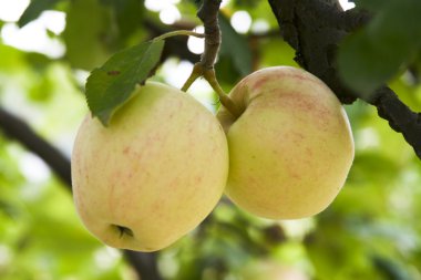 Bir ağaçta iki elma