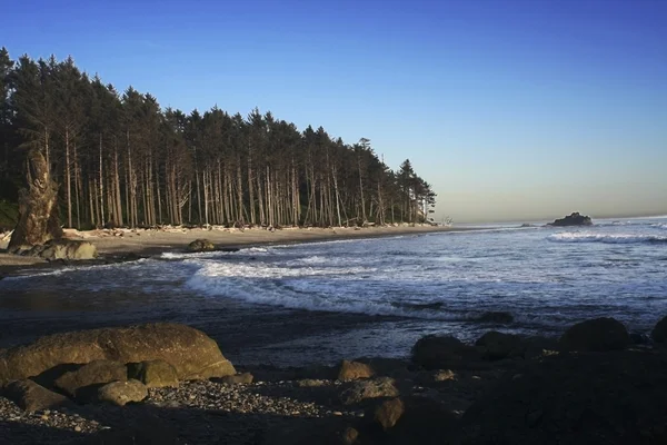 Plaża z treeline — Zdjęcie stockowe