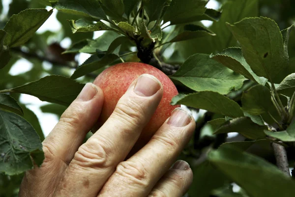 Raccolta a mano di una mela — Foto Stock