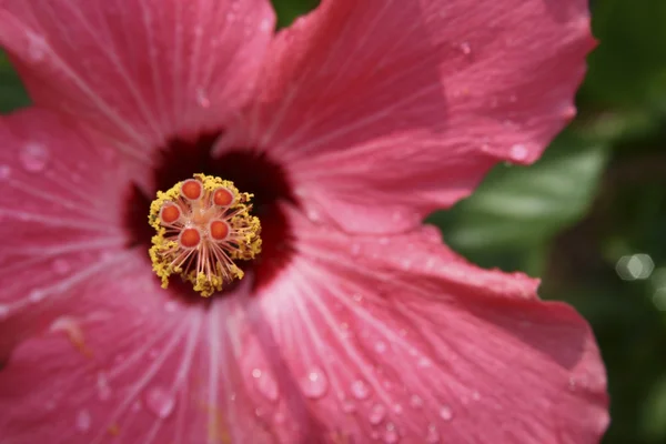Close up flower with water drops — Stock Photo, Image