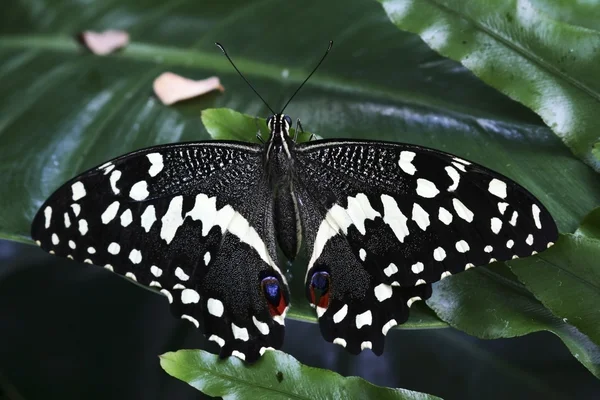 Borboleta — Fotografia de Stock