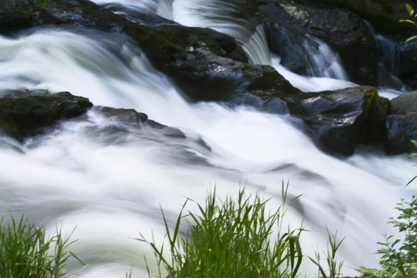 Närbild floden med gräs — Stockfoto