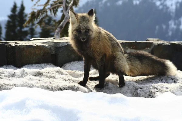 Fox squatting — Stock Photo, Image