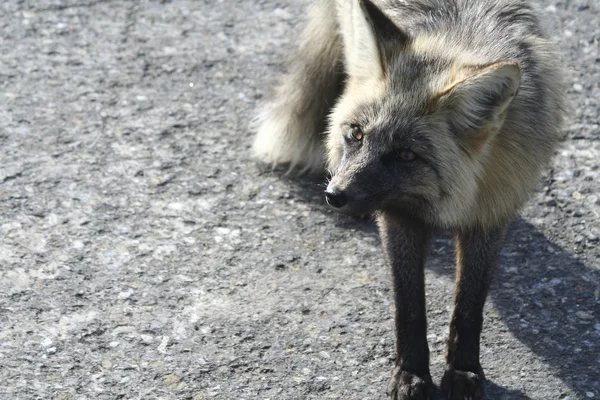 Fox face — Stock Photo, Image