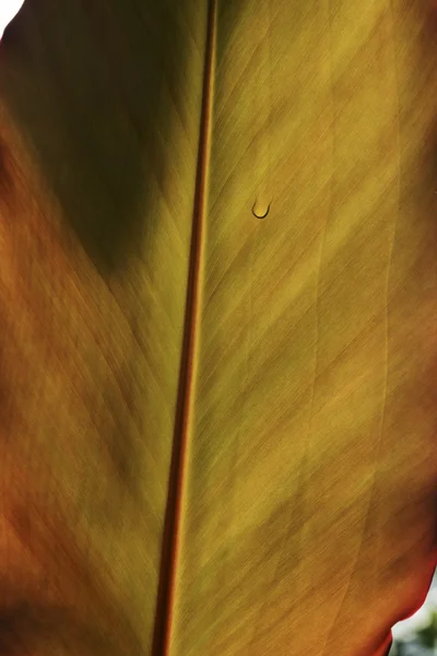 Hoja de planta con gotita de agua — Foto de Stock