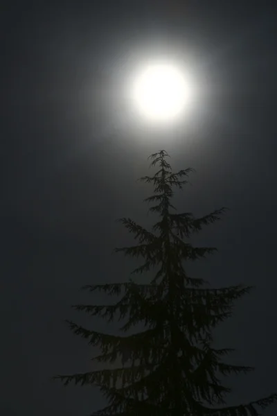 Moon and Tree — Stock Photo, Image