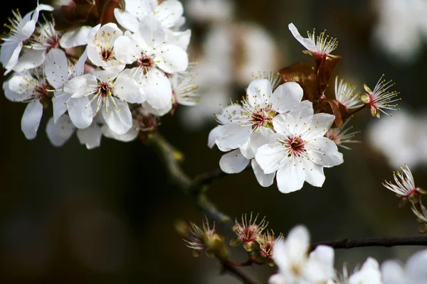 Albero da fiore — Foto Stock