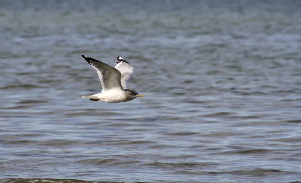 Seagull in flight — Stock Photo, Image