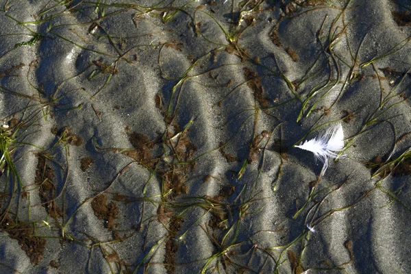 Feather on sand ripples — Stock Photo, Image