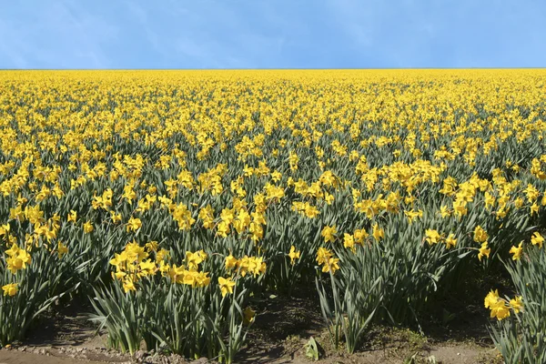 Campo de Daffodil — Fotografia de Stock