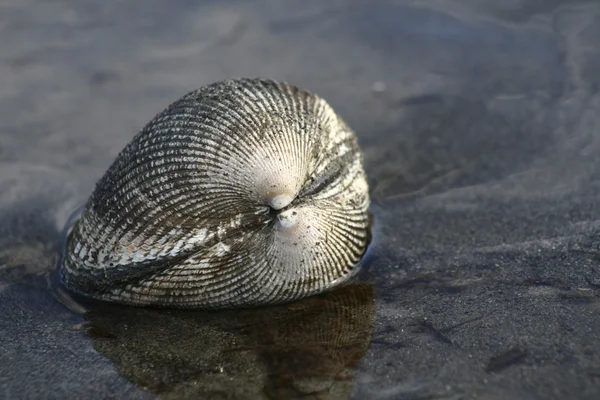 Vongole — Foto Stock